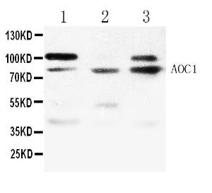 Anti-AOC1 Rabbit Polyclonal Antibody