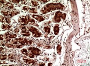 Immunohistochemical analysis of paraffin-embedded human stomach using Anti-TERT Antibody