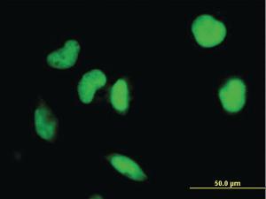 Anti-IRF2 Mouse Monoclonal Antibody [clone: 7C2]