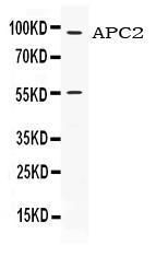 Anti-APC2 Rabbit Polyclonal Antibody