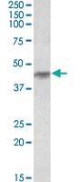 Anti-HRH2 Goat Polyclonal Antibody