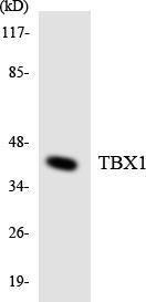 Anti-TBX1 Rabbit Polyclonal Antibody