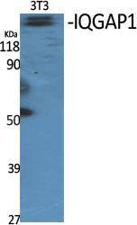 Western blot analysis of various cells using Anti-IQGAP1 Antibody