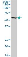 Anti-PDIA5 Mouse Polyclonal Antibody