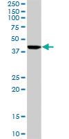 Anti-ISL1 Rabbit Polyclonal Antibody