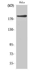 Western blot analysis of HeLa cells using Anti-IQGAP1 Antibody