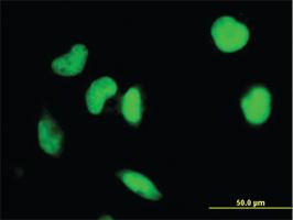 Anti-IRF2 Mouse Monoclonal Antibody [clone: 7C2]