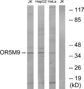 Anti-OR5M9 antibody