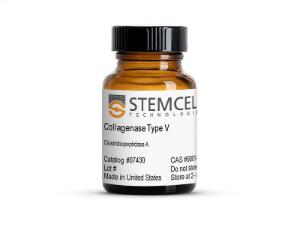 Collagenase Type V