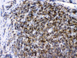 Anti-ARHGEF1 Rabbit Polyclonal Antibody