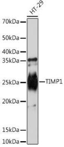 Western blot analysis of extracts of HT-29 cells, using Anti-TIMP1 Antibody [ARC1195] (A306955) at 1:1,000 dilution