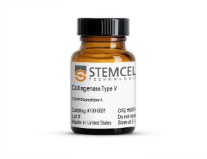 Collagenase Type V