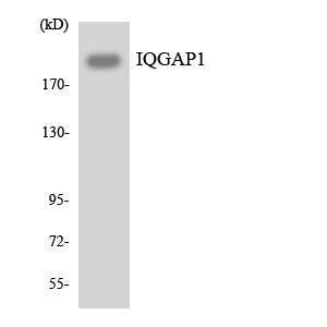 Western blot analysis of the lysates from K562 cells using Anti-IQGAP1 Antibody