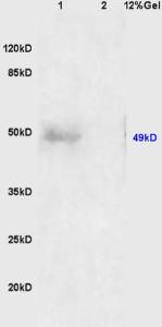 Anti-BMP15 Rabbit Polyclonal Antibody