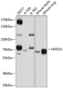 Western blot analysis of extracts of various cell lines, using Anti-Lingo1 Antibody (A12360) at 1:1,000 dilution