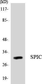 Western blot analysis of the lysates from Jurkat cells using Anti-SPIC Antibody