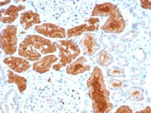 Immunohistochemical analysis of formalin-fixed, paraffin-embedded human kidney using Anti-DAXX Antibody [PCRP-DAXX-8C2]