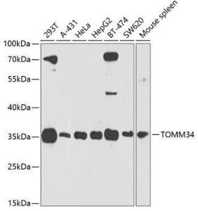 Western blot analysis of extracts of various cell lines, using Anti-TOMM34 Antibody (A306957) at 1:1,000 dilution. The secondary antibody was Goat Anti-Rabbit IgG H&L Antibody (HRP) at 1:10,000 dilution.