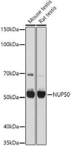 Western blot analysis of extracts of various cell lines, using Anti-NUP50 Antibody (A12363) at 1:1,000 dilution. The secondary antibody was Goat Anti-Rabbit IgG H&L Antibody (HRP) at 1:10,000 dilution.