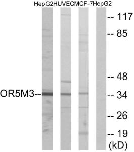 Western blot analysis of lysates from HepG HUVEC, and MCF-7 cells using Anti-OR5M3 Antibody. The right hand lane represents a negative control, where the antibody is blocked by the immunising peptide.