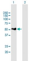 Anti-IRF3 Mouse Polyclonal Antibody