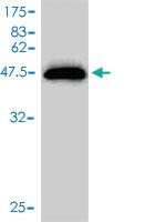 Anti-UBE2M Mouse Monoclonal Antibody [clone: 3C4]