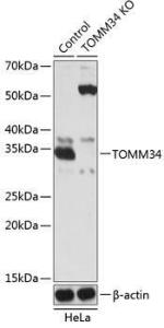 Anti-TOMM34 Rabbit Polyclonal Antibody