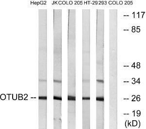 Western blot analysis of lysates from COLO, HepG Jurkat, 293, and HT-29 cells using Anti-OTUB2 Antibody. The right hand lane represents a negative control, where the antibody is blocked by the immunising peptide