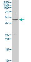 Anti-ISL1 Mouse Monoclonal Antibody [clone: 1A3]