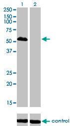 Anti-FOXA1 Mouse monoclonal antibody [clone: 2D7]