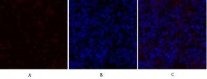 Immunofluorescence analysis of rat spleen tissue using Anti-PDK1 Antibody (red) at 1:200 (4°C overnight). Cy3 labelled secondary antibody was used at 1:300 (RT 50min). Panel A: Target. Panel B: DAPI. Panel C: Merge