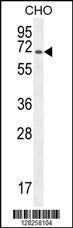 Anti-PECAM1 Rabbit Polyclonal Antibody (PE (Phycoerythrin))