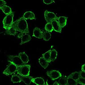 Immunofluorescent analysis of PFA fixed HeLa cells stained with Anti-DAXX Antibody [PCRP-DAXX-8C2] followed by Goat Anti-Mouse IgG (CF&#174; 488) (Green)