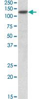 Anti-SIRT1 Goat Polyclonal Antibody