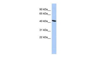 Anti-ZNF71 Rabbit Polyclonal Antibody