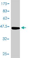 Anti-CRYAB Mouse Polyclonal Antibody