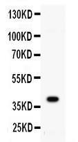 Anti-CD40 Rabbit Polyclonal Antibody