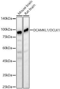 Western blot analysis of various lysates, using Anti-DCAMKL1 Antibody (A12365) at 1:800 dilution