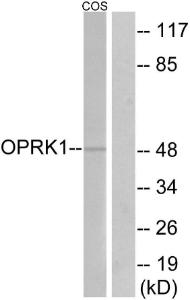 Anti-OPRK1 antibody