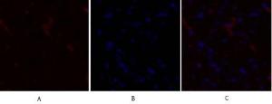 Immunofluorescence analysis of rat heart tissue using Anti-PDK1 Antibody (red) at 1:200 (4°C overnight). Cy3 labelled secondary antibody was used at 1:300 (RT 50min). Panel A: Target. Panel B: DAPI. Panel C: Merge