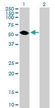 Anti-TEKT3 Mouse Polyclonal Antibody