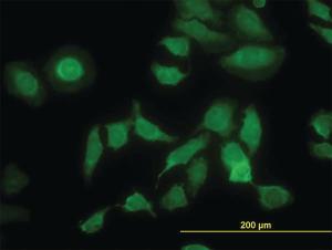 Anti-PDIA5 Mouse Monoclonal Antibody [clone: 3A3]