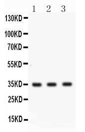 Anti-CTSG Rabbit Polyclonal Antibody