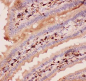 Anti-Angiopoietin-2 Polyclonal Antibody