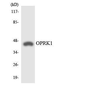 Antibody anti-OPRK1 A97368-100 100 µg