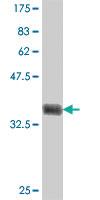 Anti-SPOCK3 Mouse Polyclonal Antibody