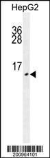 Anti-URM1 Mouse Monoclonal Antibody [clone: 182CT27.2.2]