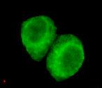 Anti-JMJD6 Mouse Monoclonal Antibody [clone: 13k76]