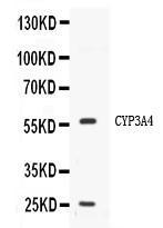 Anti-CYP3A4 Rabbit Polyclonal Antibody