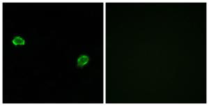 Immunofluorescence analysis of MCF7 cells using Anti-OR5M3 Antibody. The right hand panel represents a negative control, where the antibody was pre-incubated with the immunising peptide.